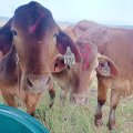 Close up of 3 tagged heifers in a paddock. Image, 喵喵直播
